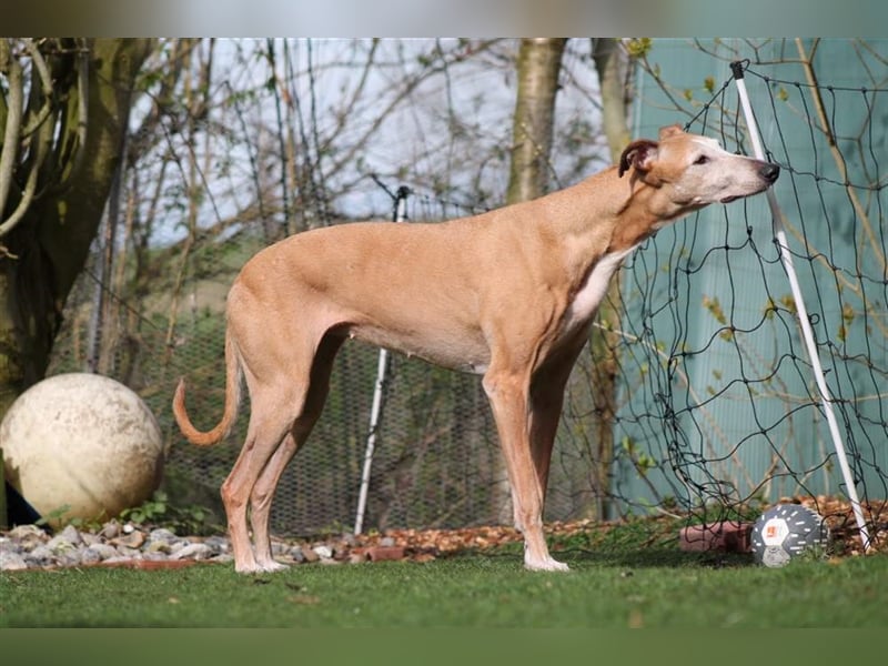 Nerea - lieb, lustig und fröhlich aber verunsichert durch fremde Menschen