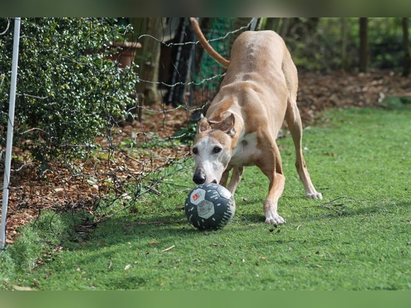 Nerea - lieb, lustig und fröhlich aber verunsichert durch fremde Menschen