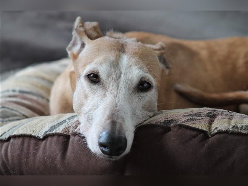 Nerea - lieb, lustig und fröhlich aber verunsichert durch fremde Menschen