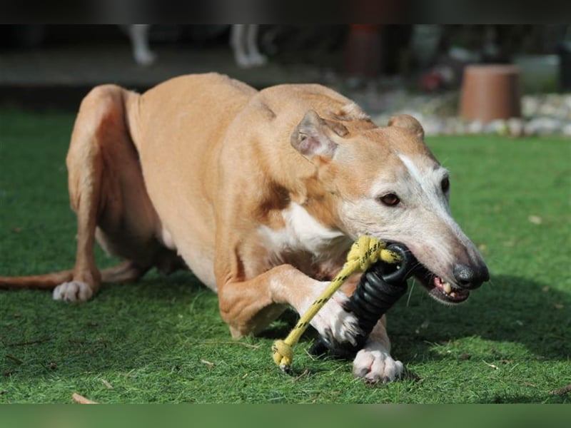 Nerea - lieb, lustig und fröhlich aber verunsichert durch fremde Menschen