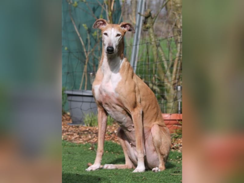 Nerea - lieb, lustig und fröhlich aber verunsichert durch fremde Menschen