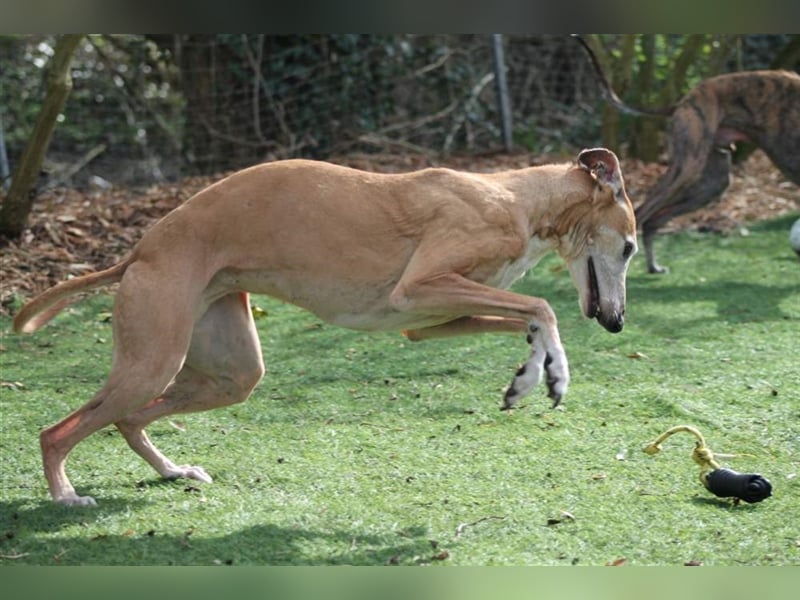 Nerea - lieb, lustig und fröhlich aber verunsichert durch fremde Menschen