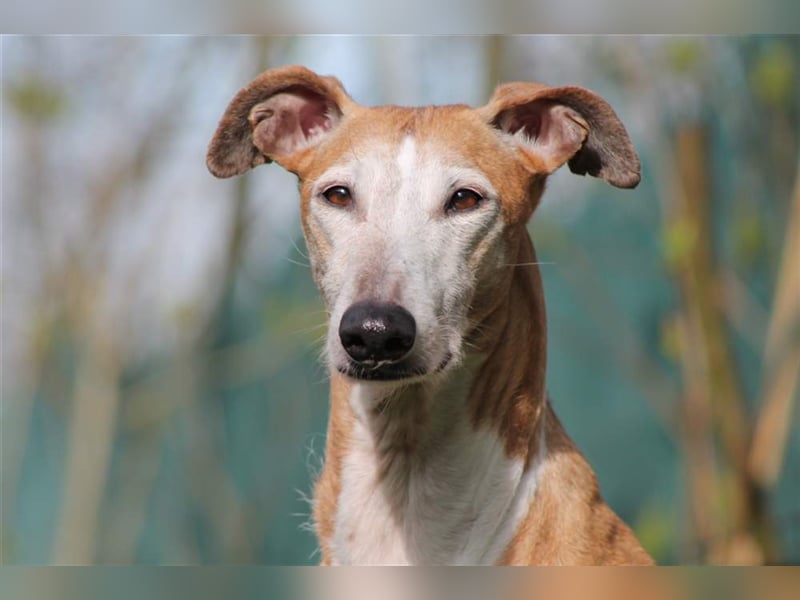 Nerea - lieb, lustig und fröhlich aber verunsichert durch fremde Menschen