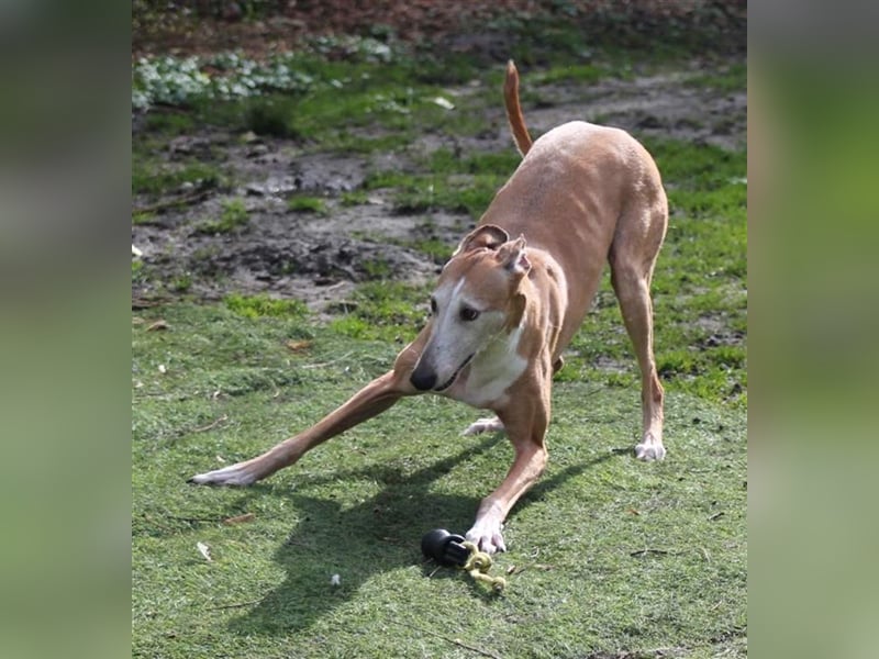 Nerea - lieb, lustig und fröhlich aber verunsichert durch fremde Menschen