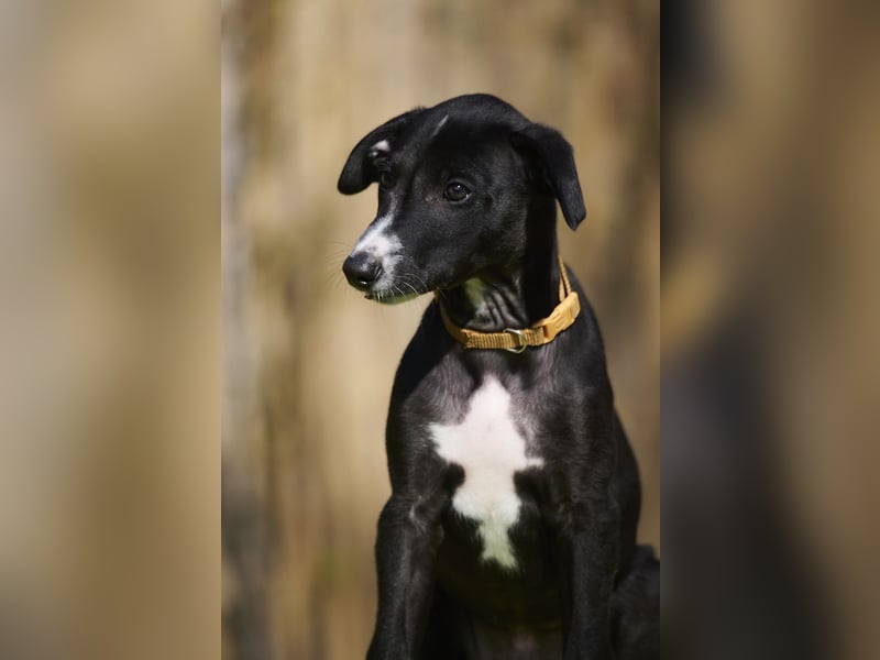 Destino del Luna y Sol