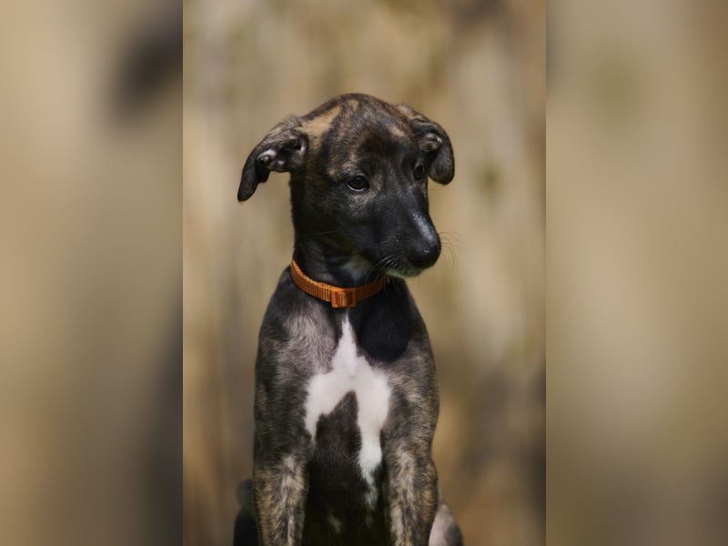 Domingo del Luna y Sol