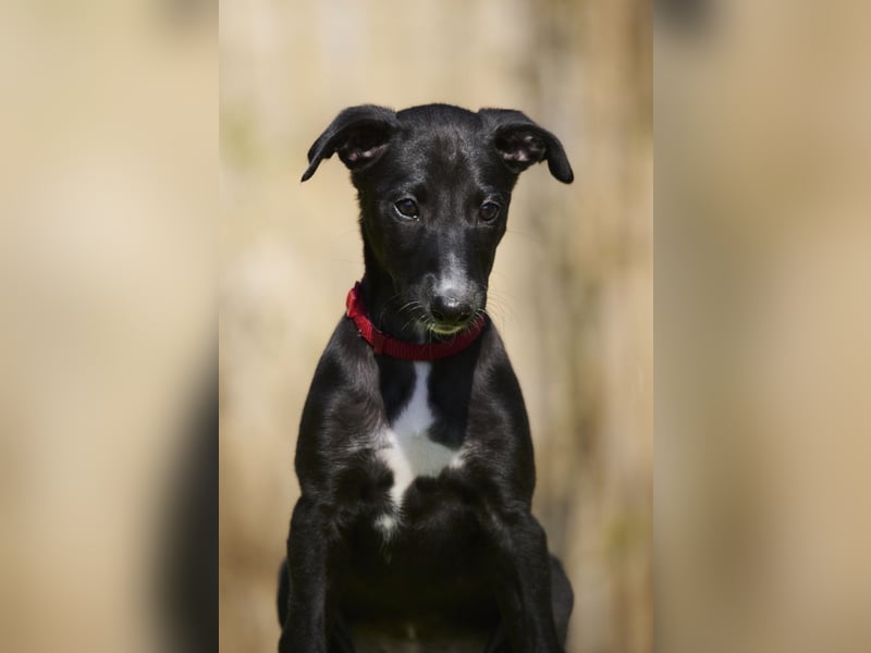 Dulcinea del Luna y Sol