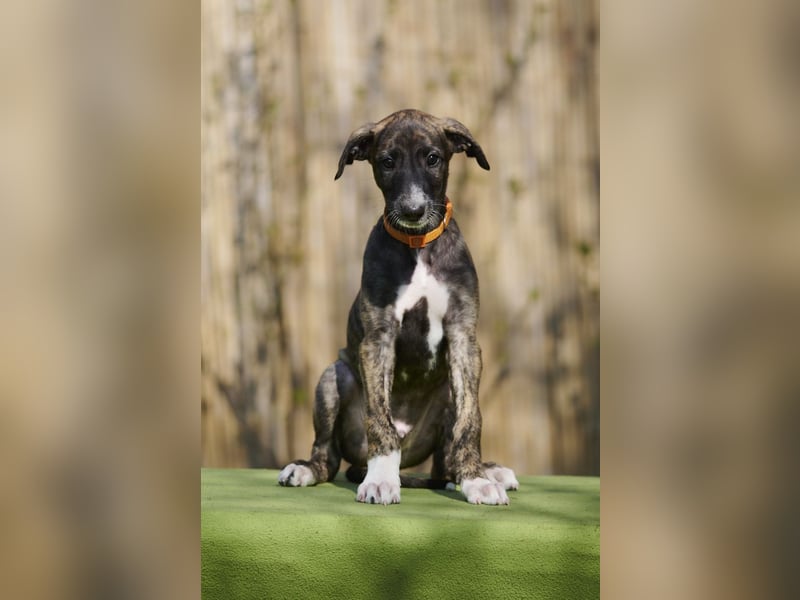 Domingo del Luna y Sol