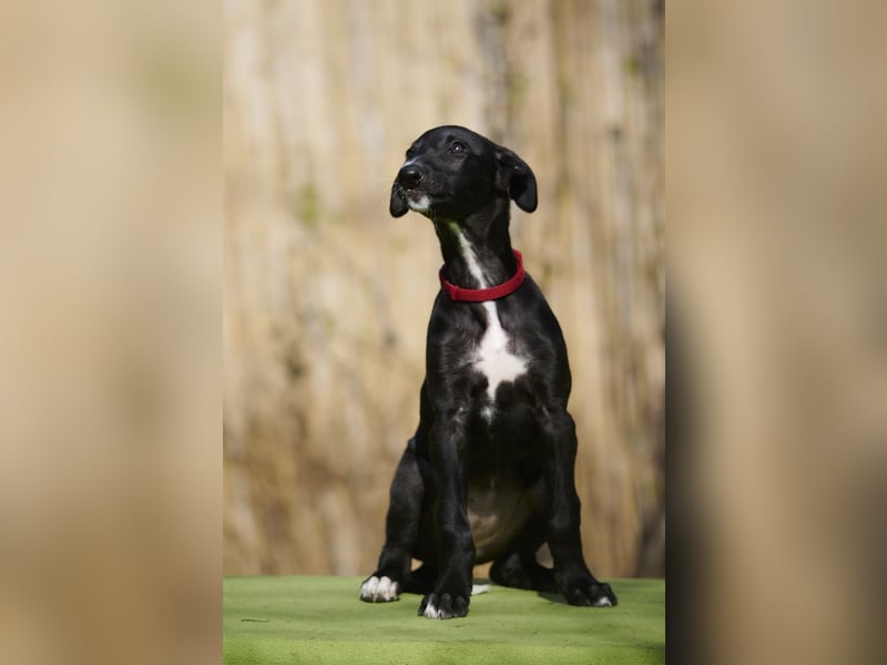 Dulcinea del Luna y Sol