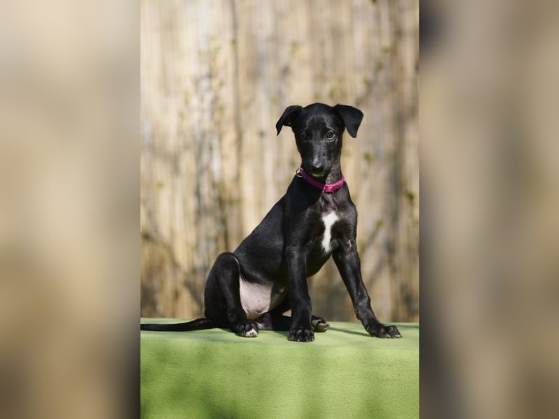 Daphne del Luna y Sol