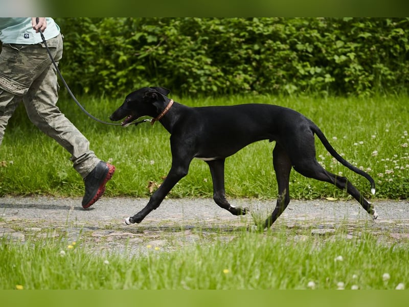 Donatello del Luna y Sol - charmanter junger Galgo Espanol Rüde