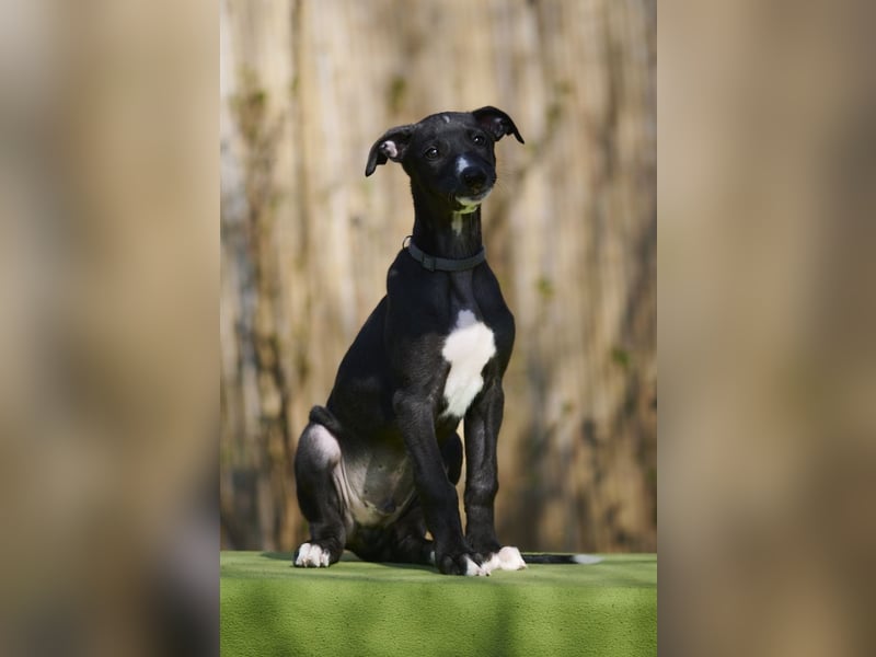 Donatello del Luna y Sol