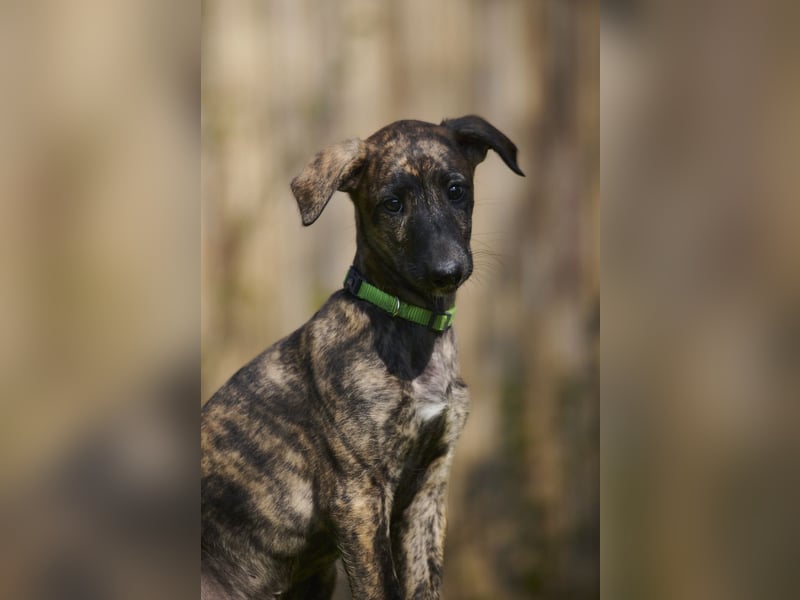 Deseo del Luna y Sol