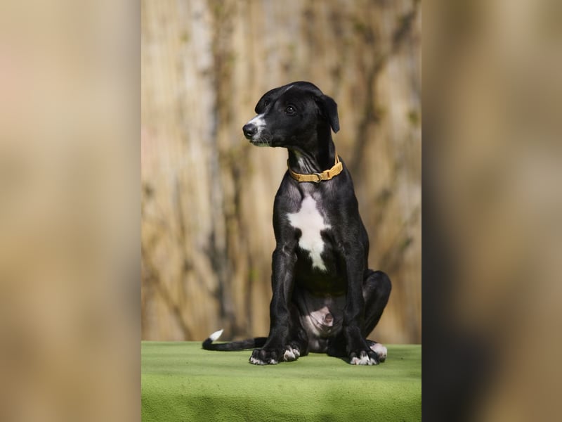 Destino del Luna y Sol