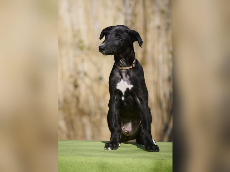 Delandro del Luna y Sol