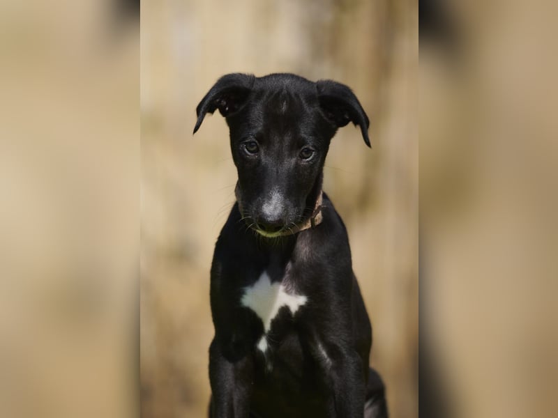 Delandro del Luna y Sol