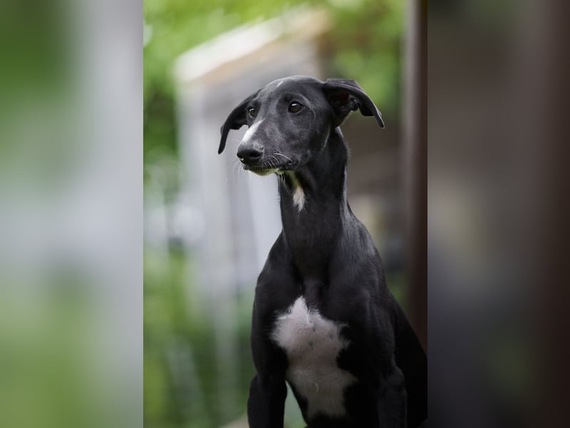 Donatello del Luna y Sol - charmanter junger Galgo Espanol Rüde
