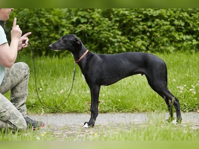 Donatello del Luna y Sol - charmanter junger Galgo Espanol Rüde