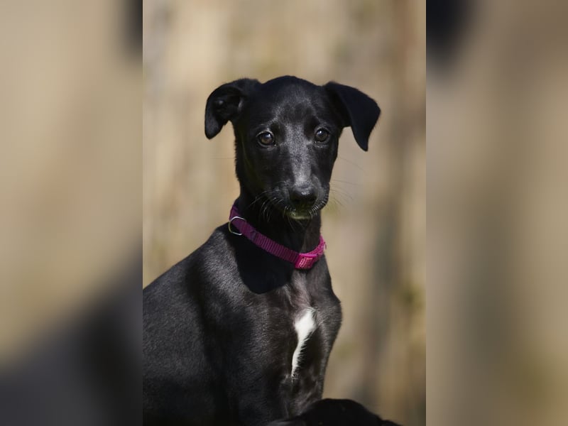 Daphne del Luna y Sol