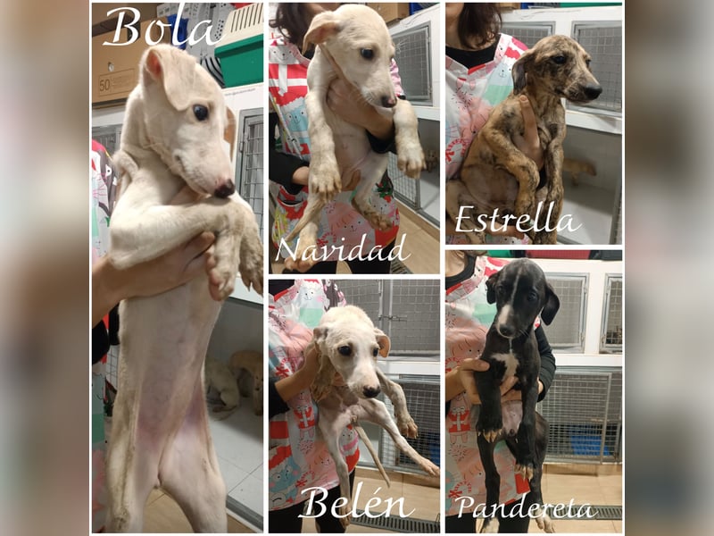 Pandereta, sucht ihr erstes Körbchen