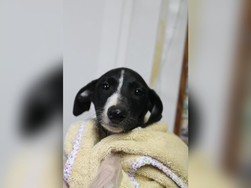 Pandereta, sucht ihr erstes Körbchen