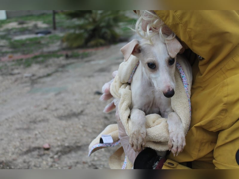 Bola, Zuckerschnute sucht erstes Zuhause