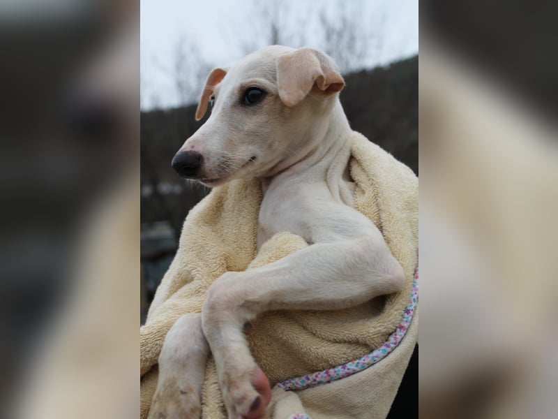 Bola, Zuckerschnute sucht erstes Zuhause