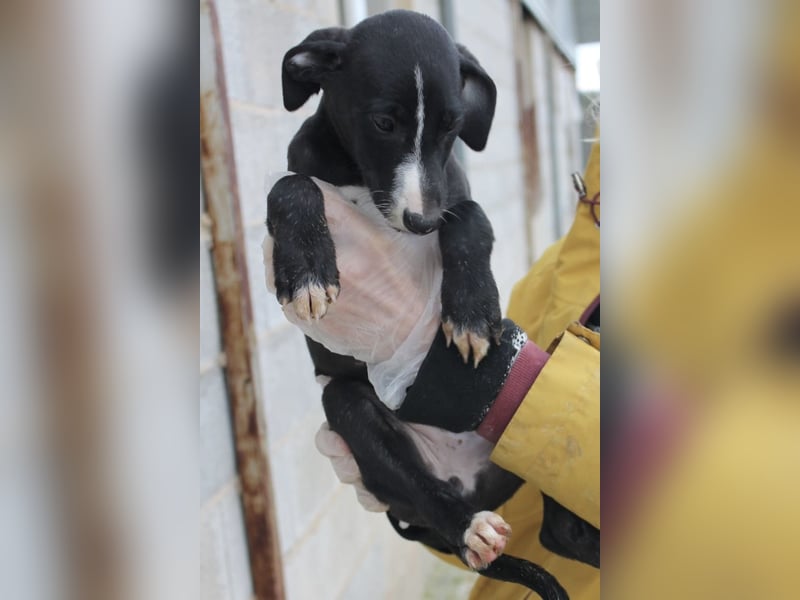 Pandereta, sucht ihr erstes Körbchen