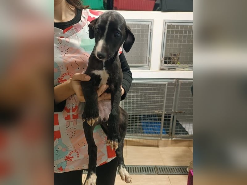 Pandereta, sucht ihr erstes Körbchen