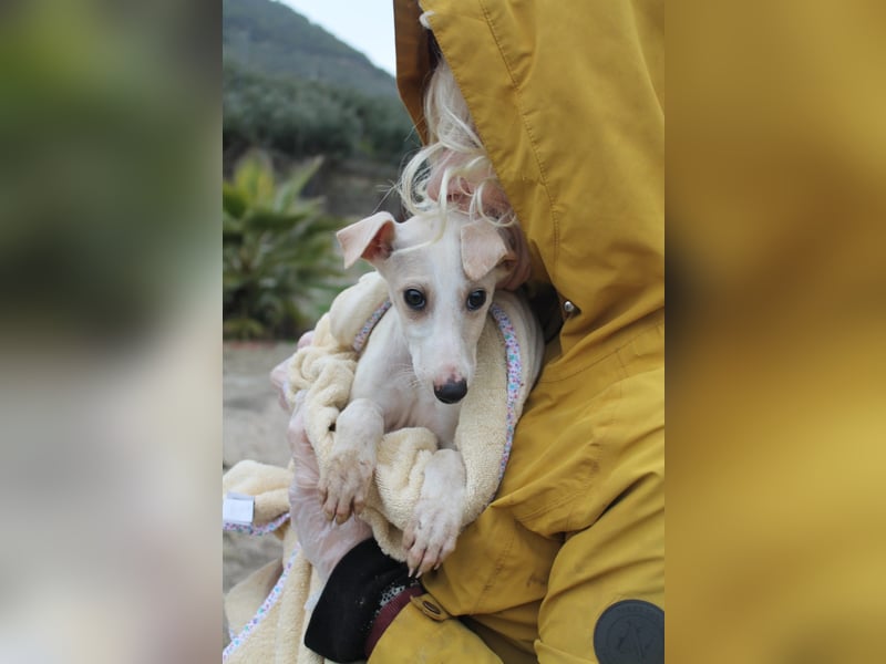 Bola, Zuckerschnute sucht erstes Zuhause
