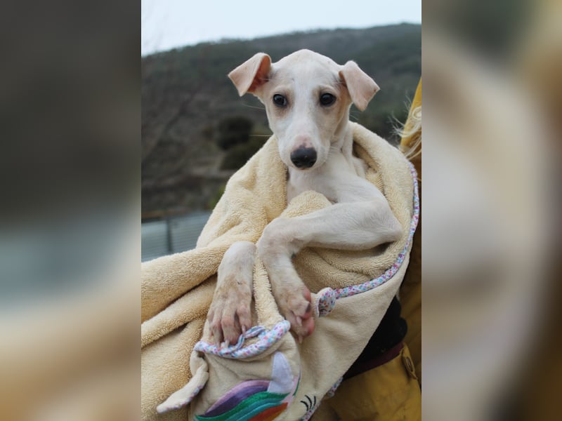 Bola, Zuckerschnute sucht erstes Zuhause