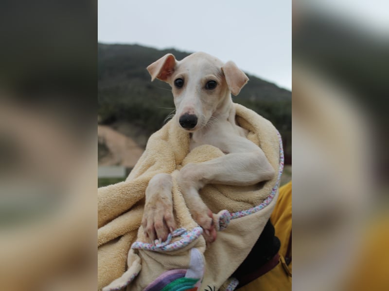 Bola, Zuckerschnute sucht erstes Zuhause