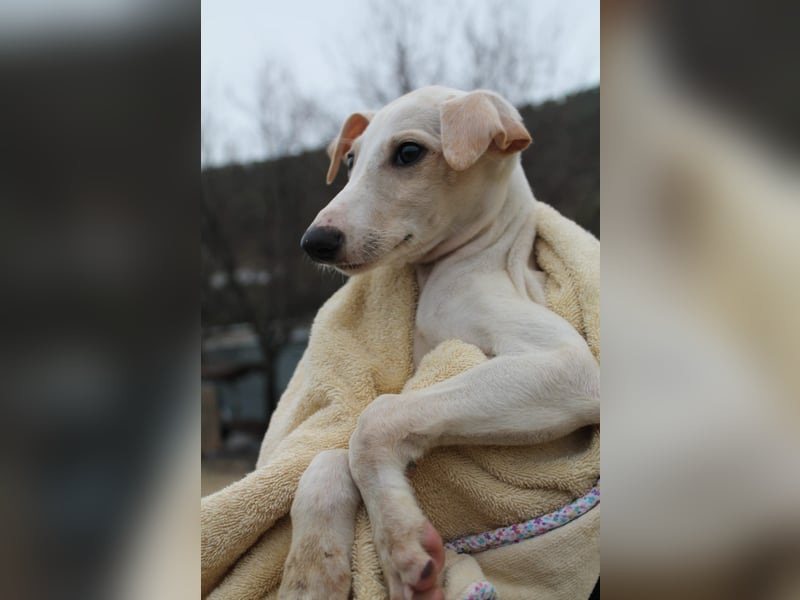 Bola, Zuckerschnute sucht erstes Zuhause