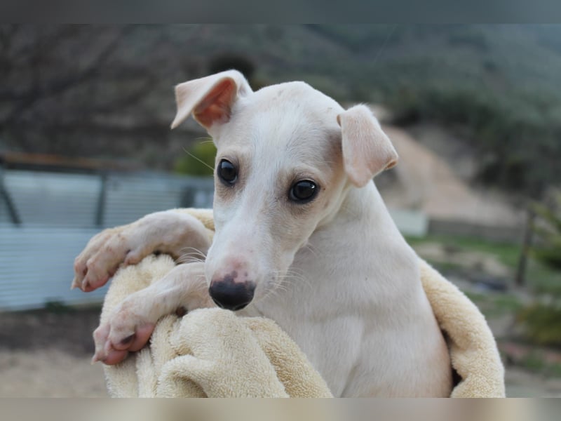 Bola, Zuckerschnute sucht erstes Zuhause