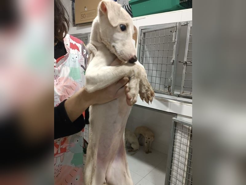 Bola, Zuckerschnute sucht erstes Zuhause