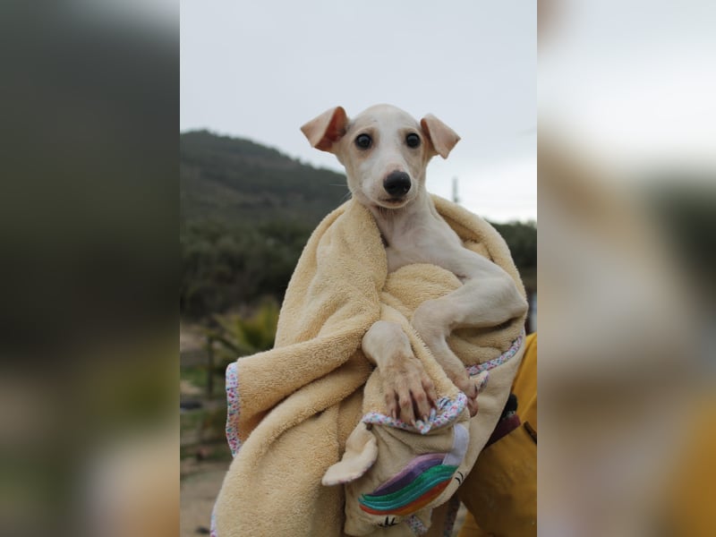 Bola, Zuckerschnute sucht erstes Zuhause