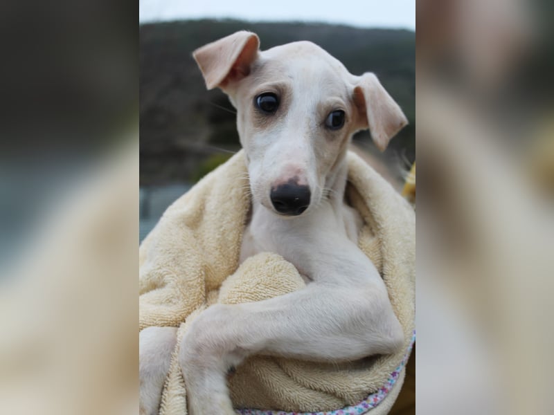 Bola, Zuckerschnute sucht erstes Zuhause