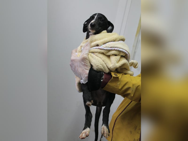 Pandereta, sucht ihr erstes Körbchen