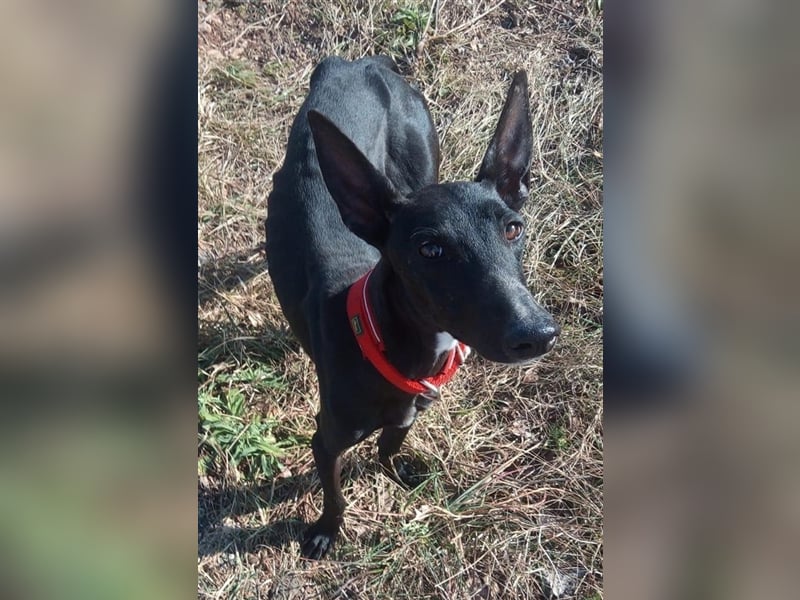 Dinora, zartes Hundemädchen sucht!