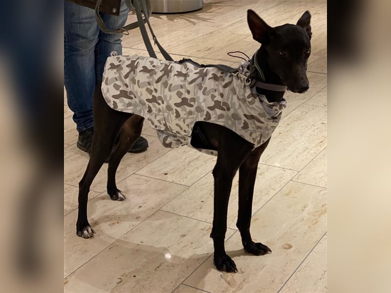 Dinora, zartes Hundemädchen sucht!