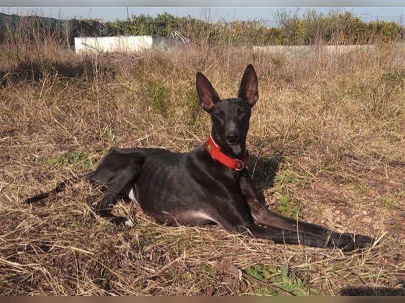 Dinora, zartes Hundemädchen sucht!