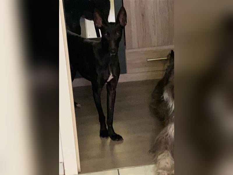 Dinora, zartes Hundemädchen sucht!