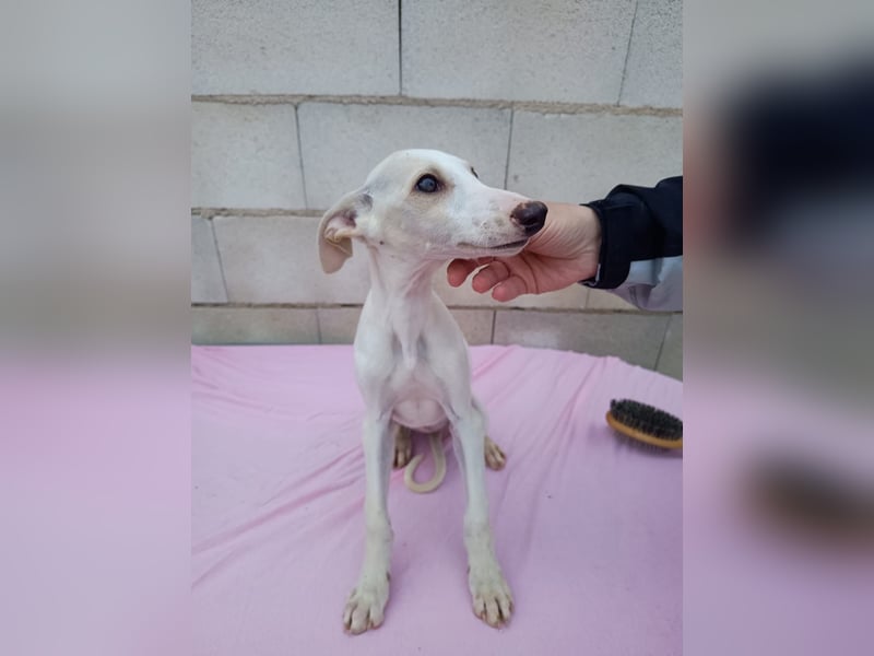 Belén , sucht ihr großes Glück