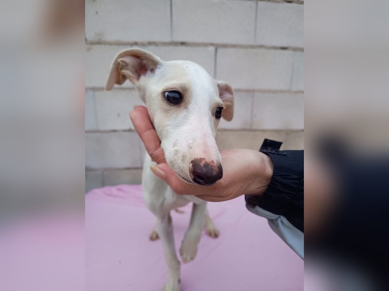 Belén , sucht ihr großes Glück