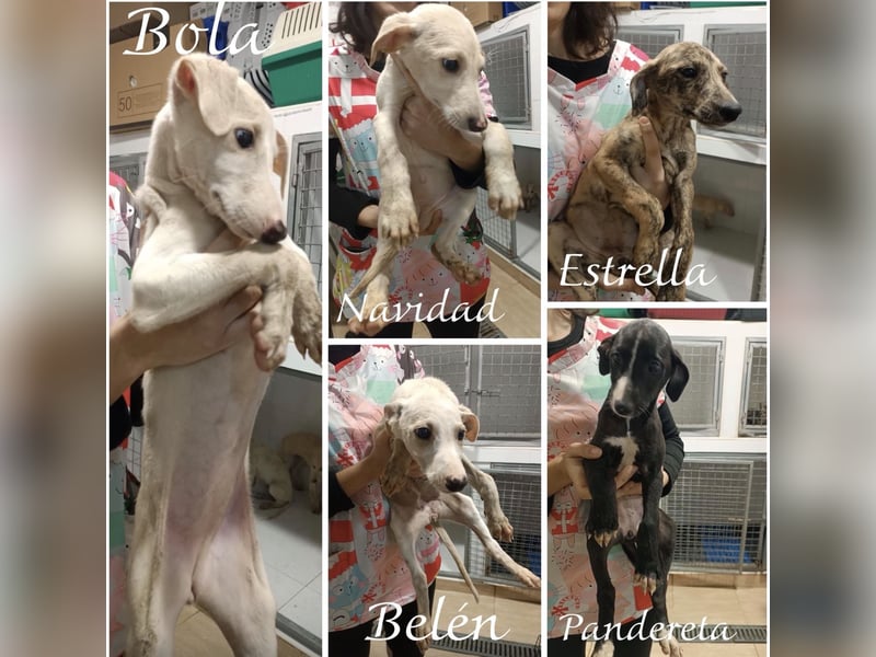 Belén , sucht ihr großes Glück