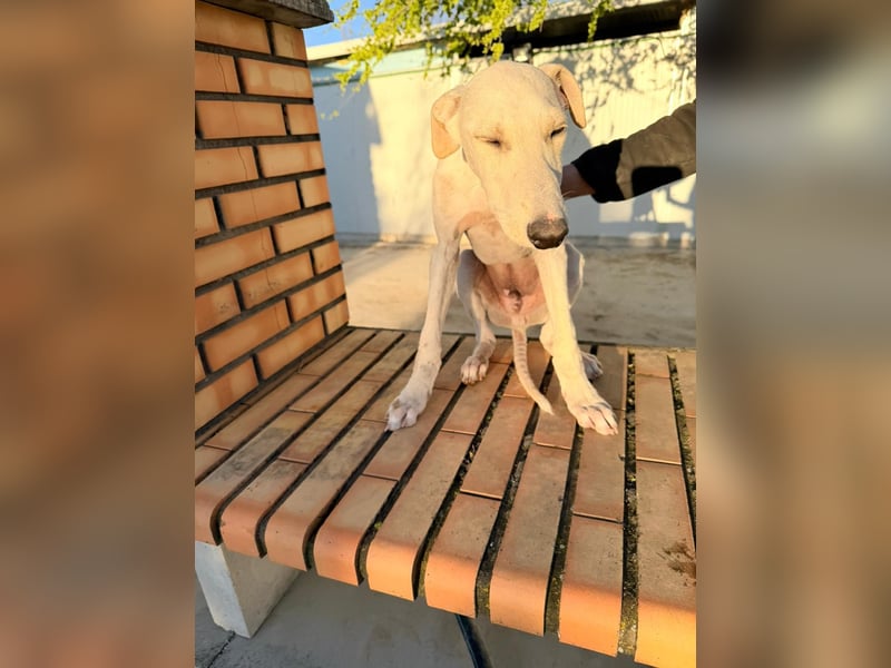 Horus - sanfter junger Galgo sucht Geborgenheit und Hundegesellschaft