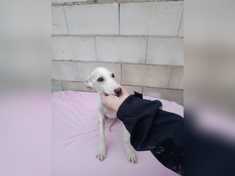 Belén , sucht ihr großes Glück