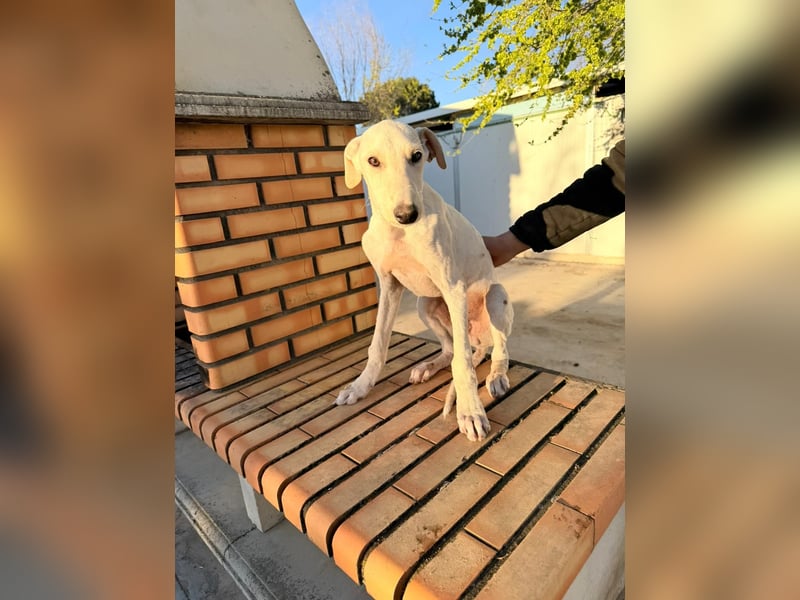 Horus - sanfter junger Galgo sucht Geborgenheit und Hundegesellschaft