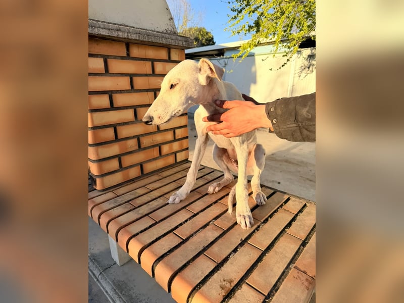 Horus - sanfter junger Galgo sucht Geborgenheit und Hundegesellschaft