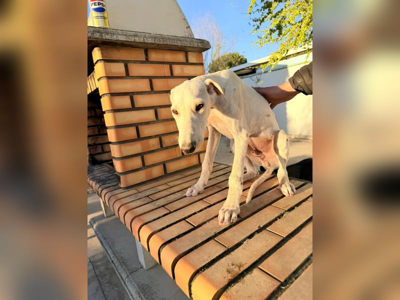 Horus - sanfter junger Galgo sucht Geborgenheit und Hundegesellschaft